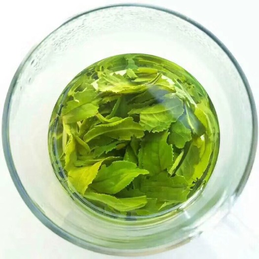 六安六安瓜片 茶农自家高山茶园自产自销，产量有限不提供大量供货