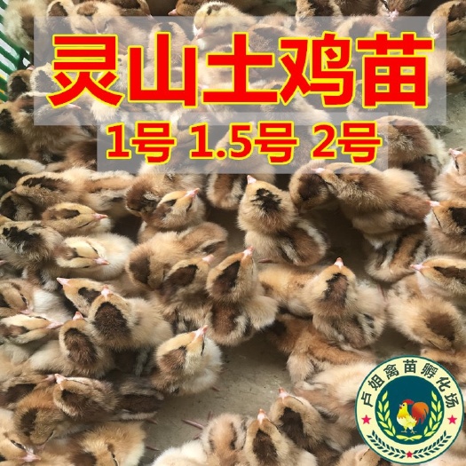 南宁土鸡苗 包打疫苗 技术指导 诚信企业