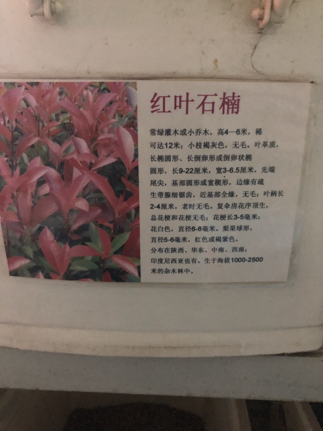 沭阳县红叶石楠种子