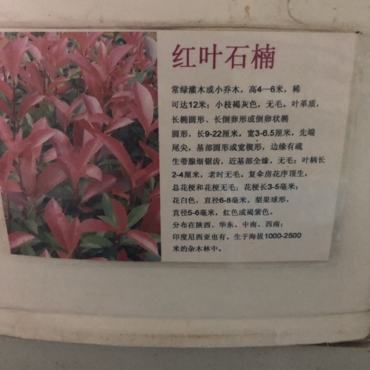 红叶石楠种子