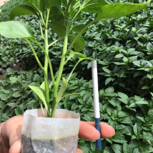 沈阳尖椒苗 10～14片真叶