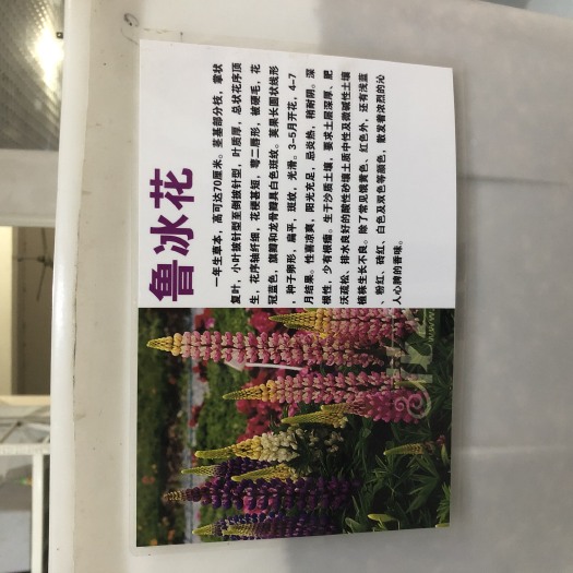 沭阳县鲁冰花种子