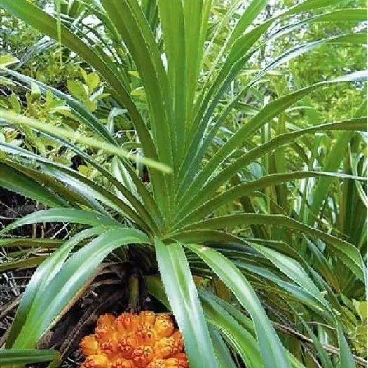 灵山县 纯自然露兜树苗假菠萝庭院盆栽种植叶子似剑