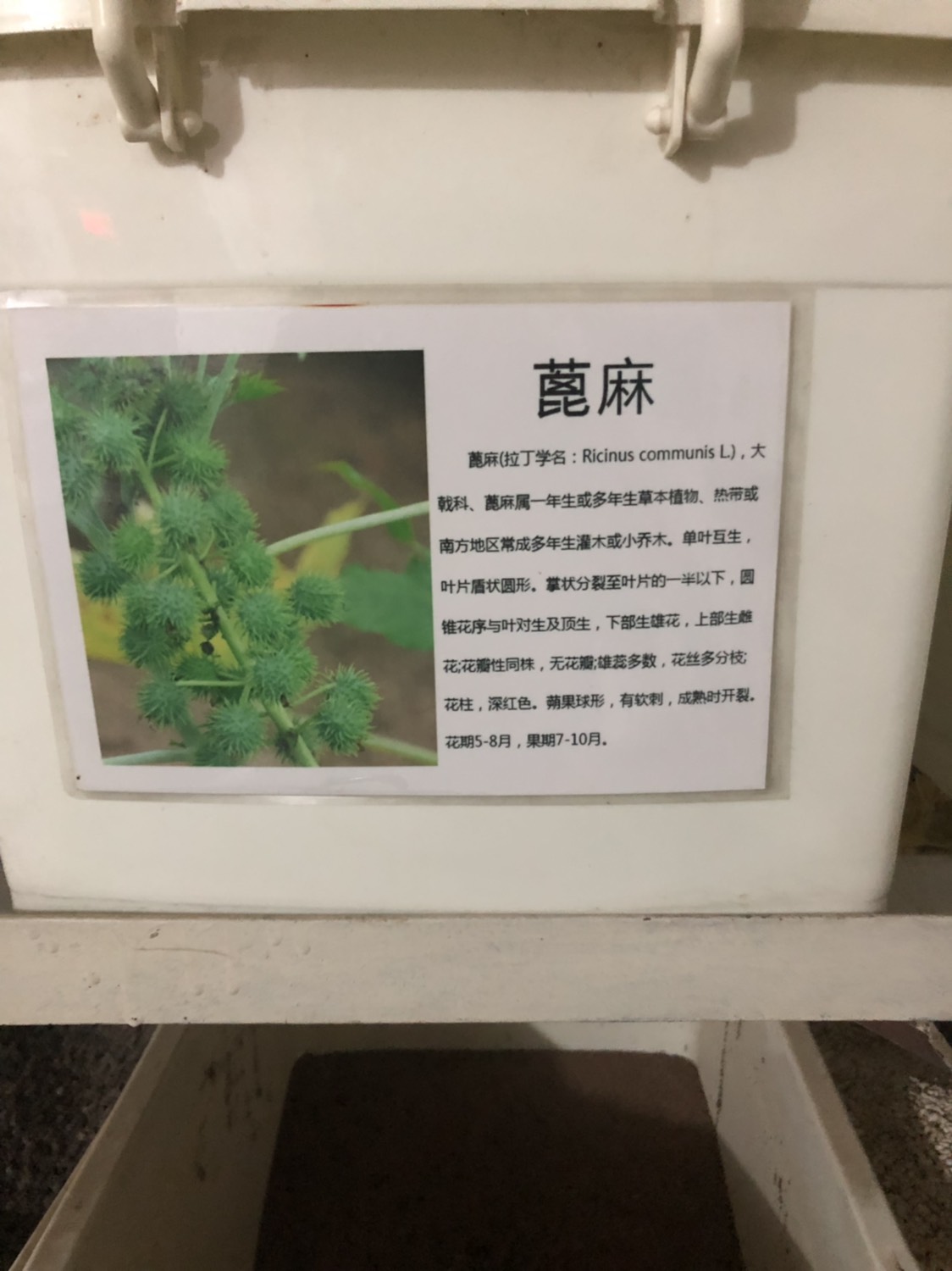 蓖麻种子