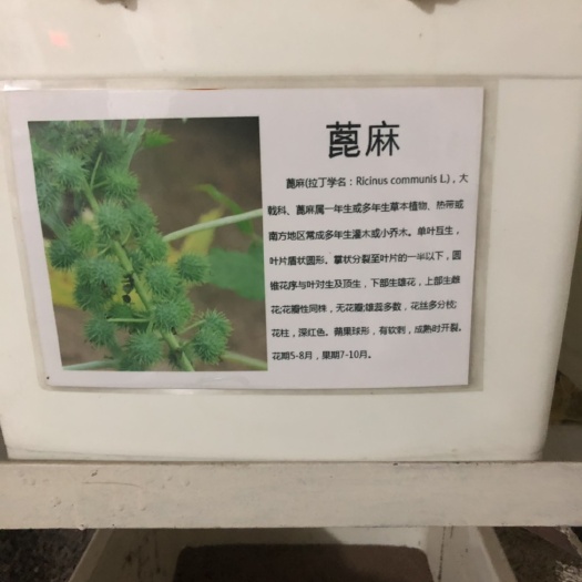 蓖麻种子