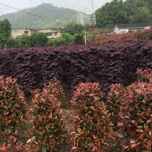 长沙黑珍珠红继木