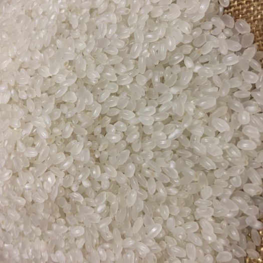 珍珠米 一等品 一季稻 粳米