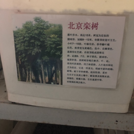 栾树种子