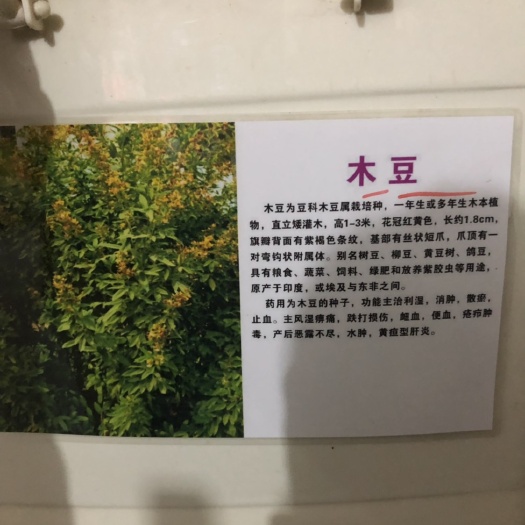 山毛豆种子