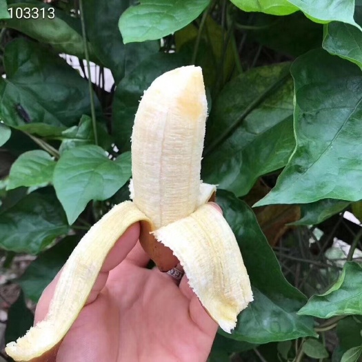 平和县红香蕉 八成熟
