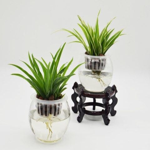 普宁市金边吊兰 30~50cm