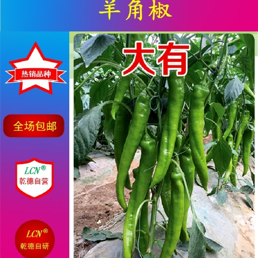 寿光市尖椒种子 杂交种 ≥85%