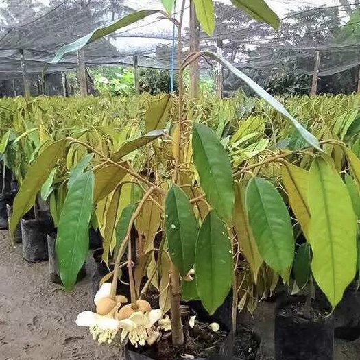 灵山县金枕榴莲苗