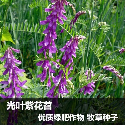 沭阳县苕子种子