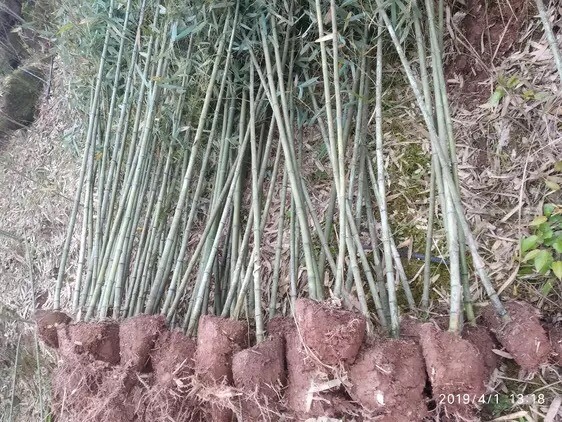 大竹县斑竹 