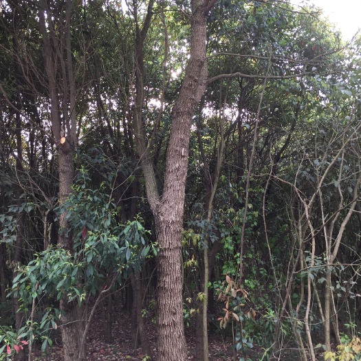 芜湖樟树苗 香樟