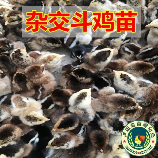 南宁杂交斗鸡苗 包打疫苗 正规公司 企业认证