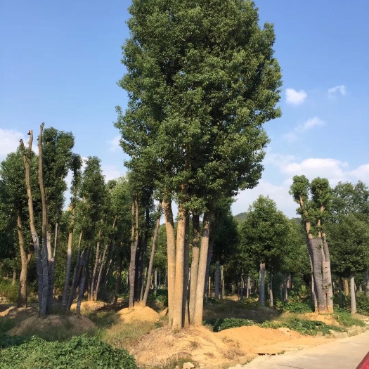金华丛生香樟