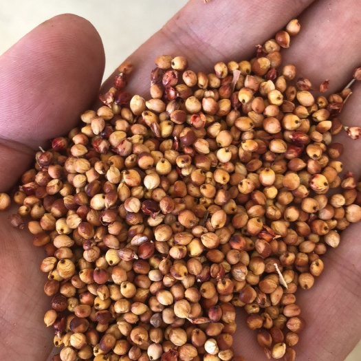 建平县红茅6号 霉变 ≤1% 1等品