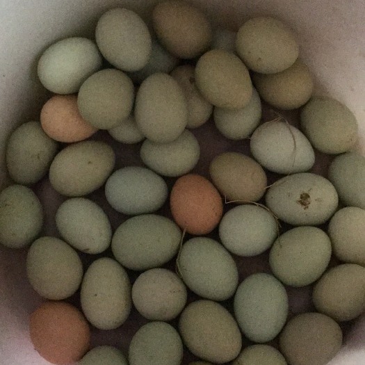 嘉鱼县初生蛋 食用 礼盒装