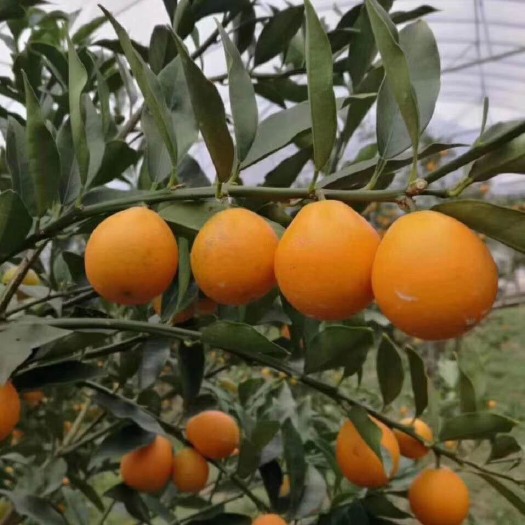 阳朔县脆蜜金柑苗 脆蜜金桔杯苗
