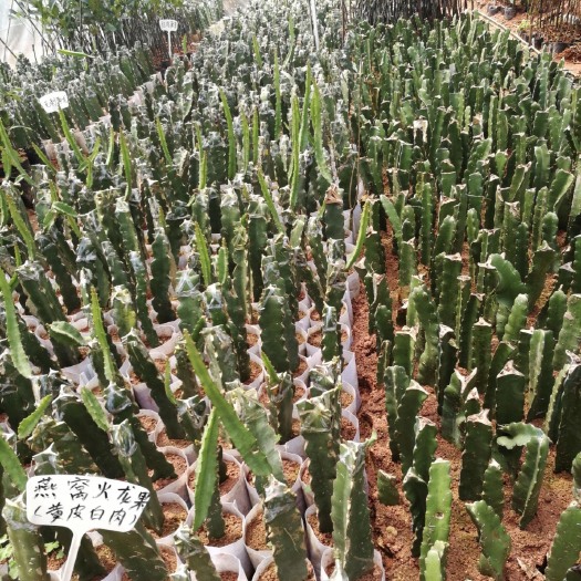 灵山县燕窝火龙果苗