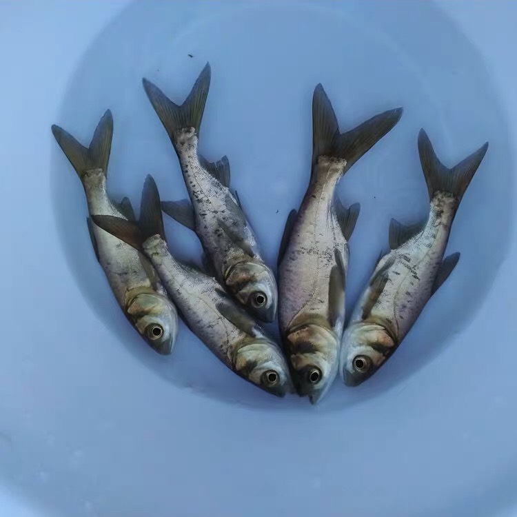 博罗县 大头鱼  花白鲢鱼苗   鳙鱼