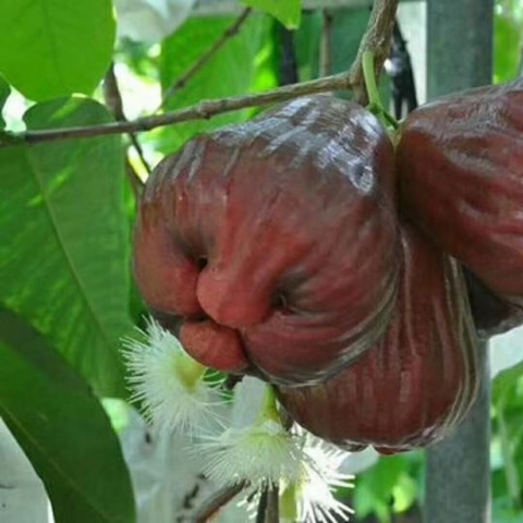 普宁市黑糖芭比莲雾苗