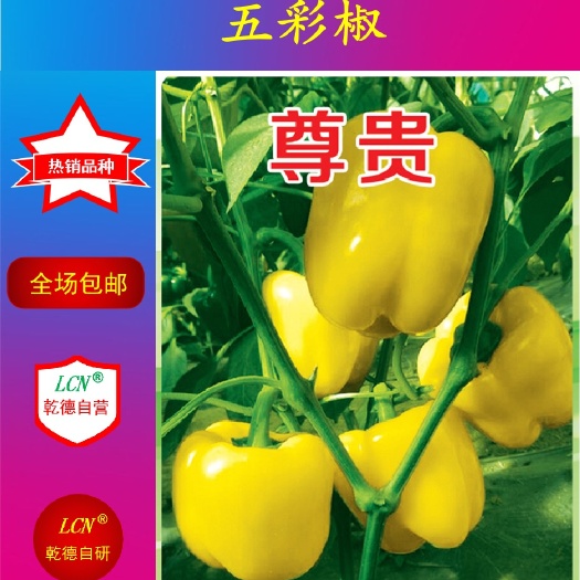寿光市乾德尊贵黄椒 杂交种 ≥85%
