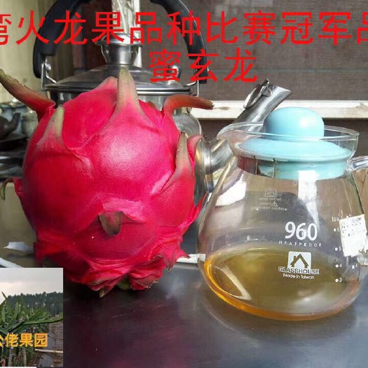 湛江蜜玄龙火龙果苗  新品种红心 蜜玄龙火龙果火龙果苗 入口香唇口感佳果型圆不易裂