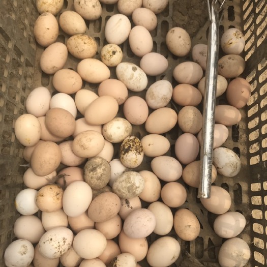 浏阳市土鸡蛋 食用 简包装