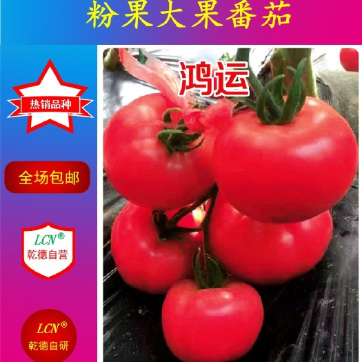 寿光市乾德鸿运 ≥96% 杂交种 ≥85%