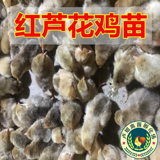 南宁芦花鸡苗 包打疫苗 正规公司 企业认证