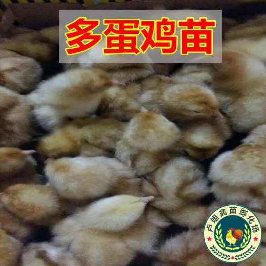 南宁蛋鸡苗 包打疫苗 正规公司 企业认证
