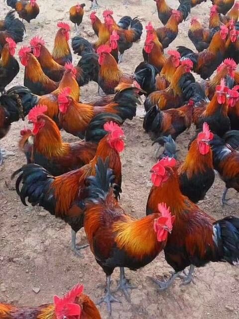 南宁黑瑶鸡苗