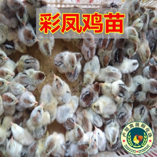 南宁彩凤鸡苗 包打疫苗 正规公司 企业认证