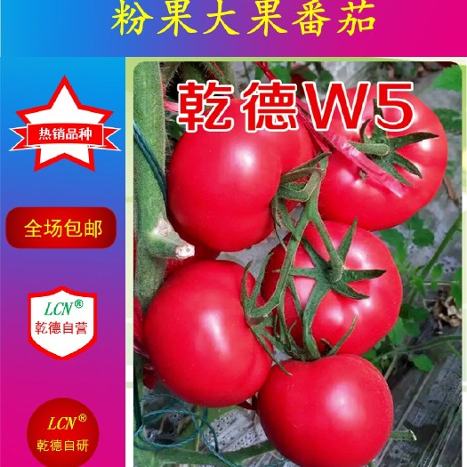 寿光市乾德W5 ≥96% 杂交种 ≥85%