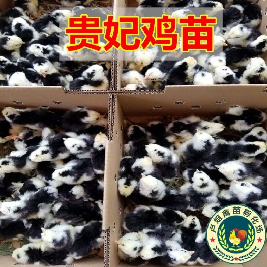 南宁贵妃鸡苗 包打疫苗 正规公司 企业认证
