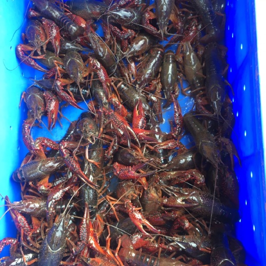 重庆市小龙虾苗