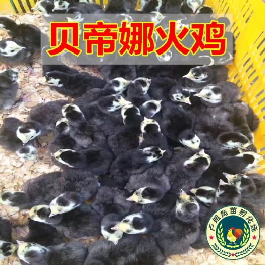 南宁火鸡苗 青铜火鸡