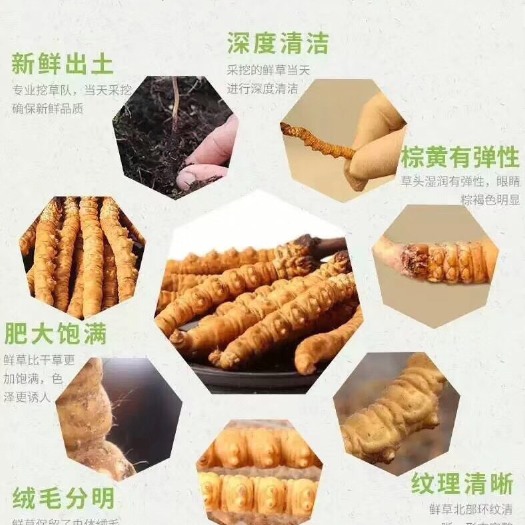格尔木市冬虫夏草