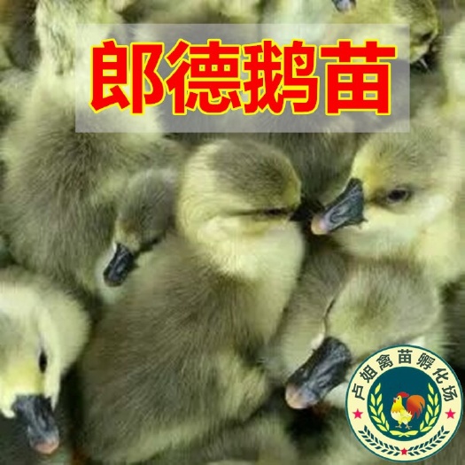 南宁郎德鹅苗 包打疫苗 正规公司 企业认证