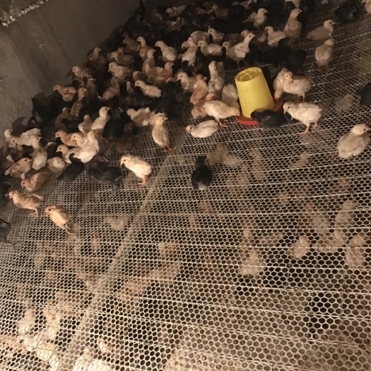 连云港红公鸡苗