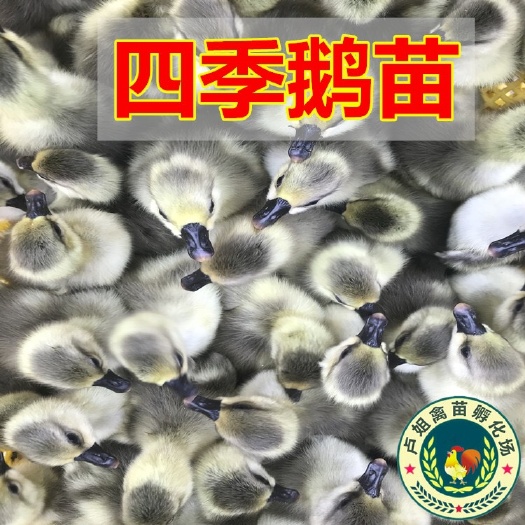 南宁四季鹅苗 包打疫苗 正规公司 企业认证 到你手上，存活率