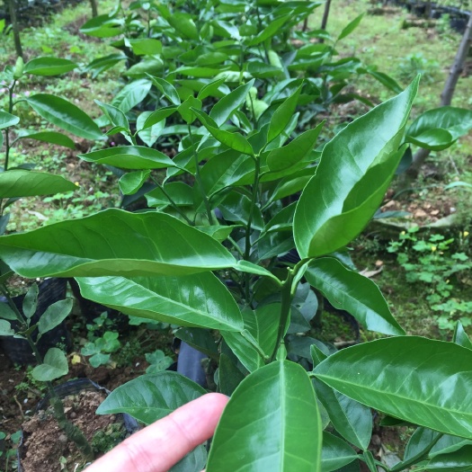 阳朔县夏橙树苗 0.5米以下 嫁接苗