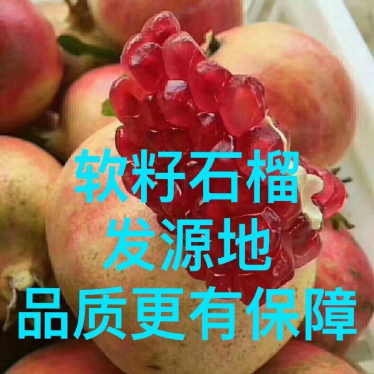 荥阳市突尼斯软籽石榴河阴石榴