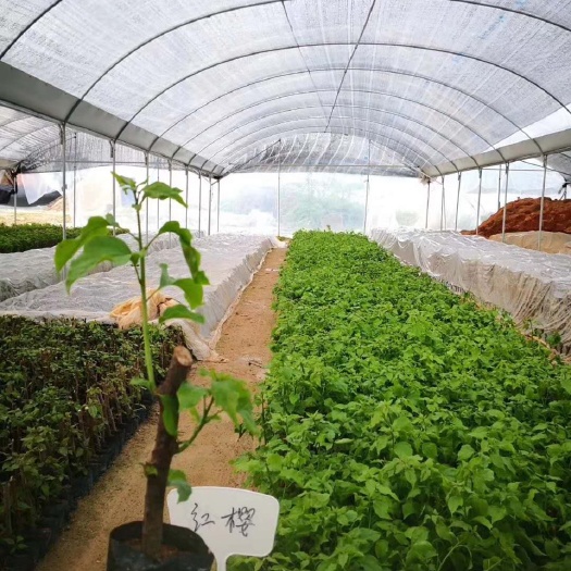 漳州绿樱三角梅 0.2~0.5米