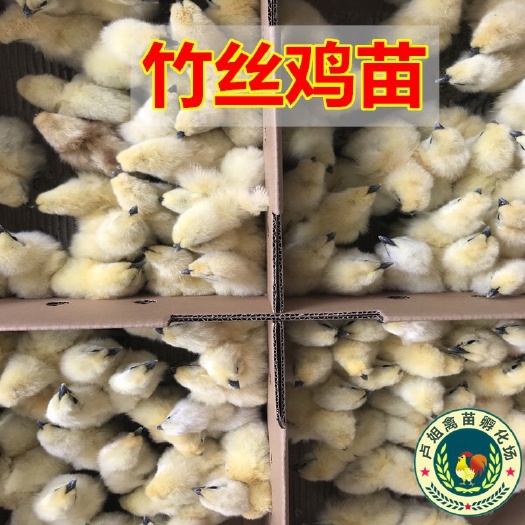 南宁竹丝鸡苗 包打疫苗 正规公司 企业认证