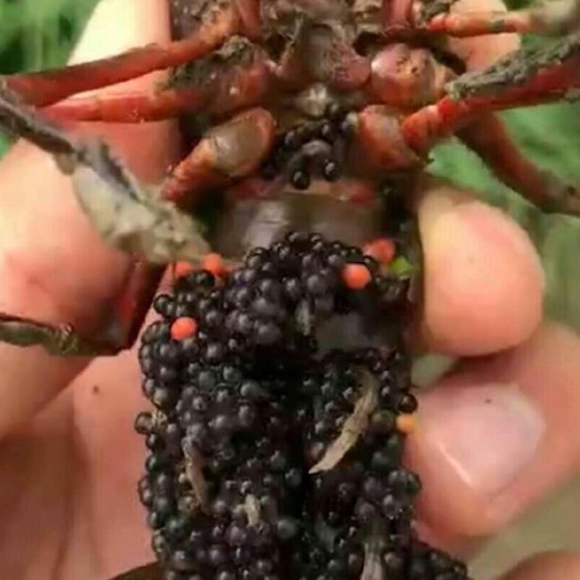 阜宁县清水小龙虾 塘虾 7-9钱