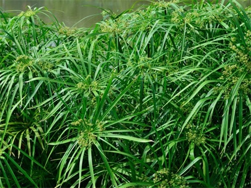 安新县旱伞草